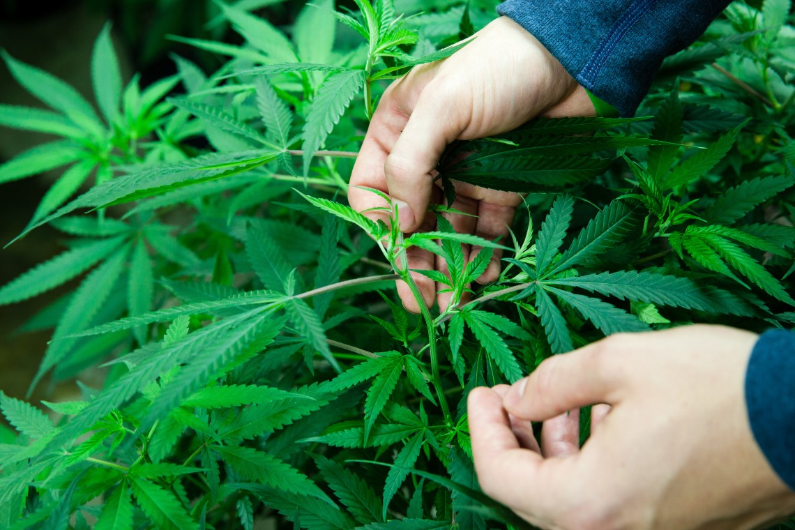 Medical marijuana farmer inspecting his crop - AmeriCann